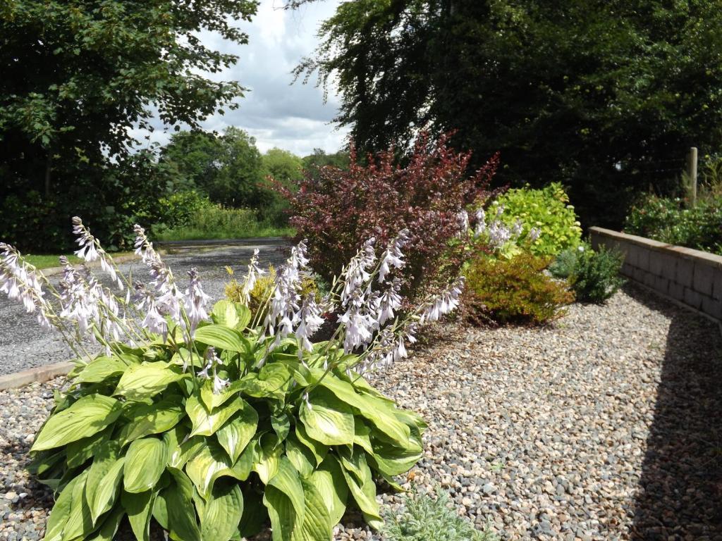 The Laurels Bed & Breakfast Lodge Omagh Exteriér fotografie